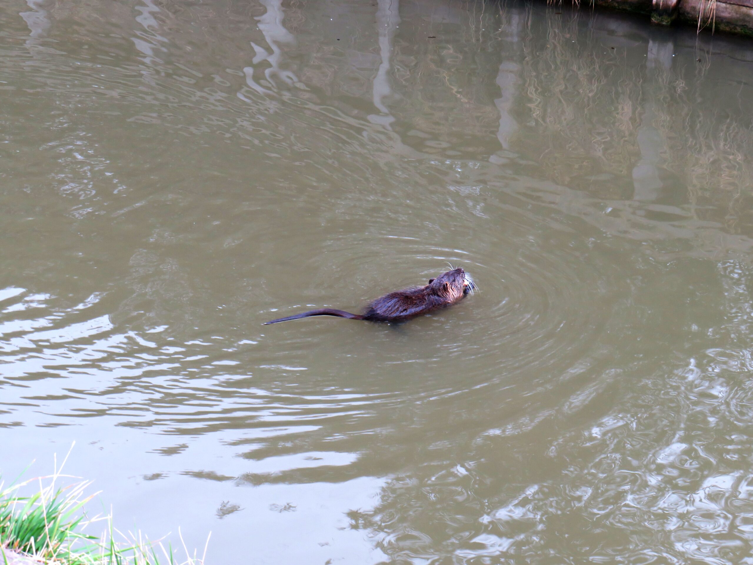 Nutria in natürlicher Umgebung