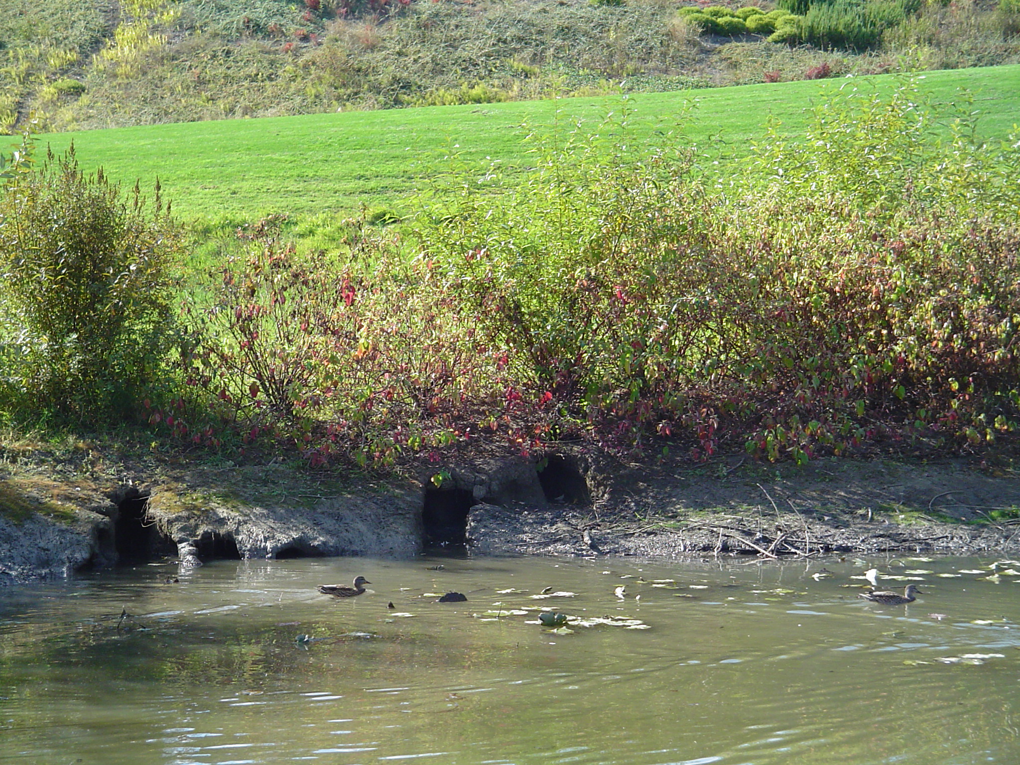 Beispiel für Ufer- und Böschungsschäden