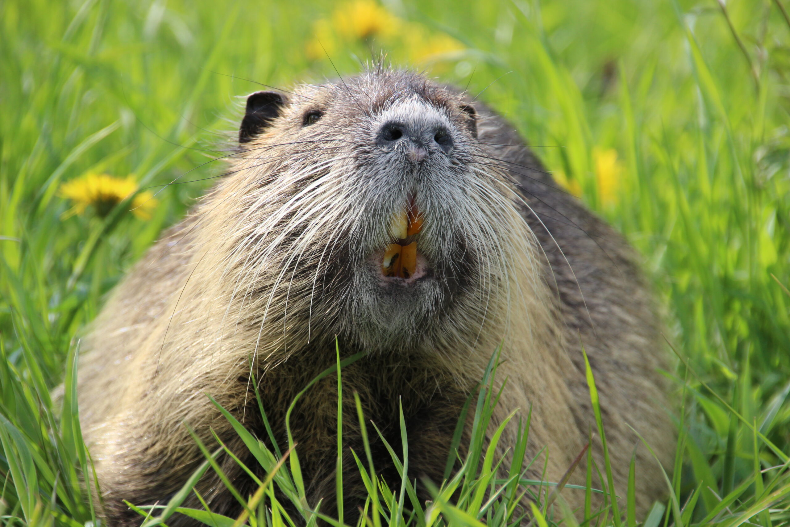 Nutria nah am Wasser