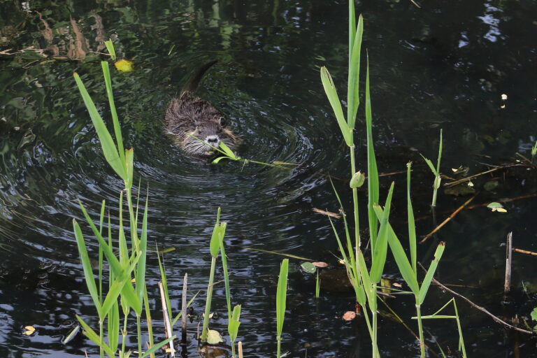 Nutria am Gewässerufer