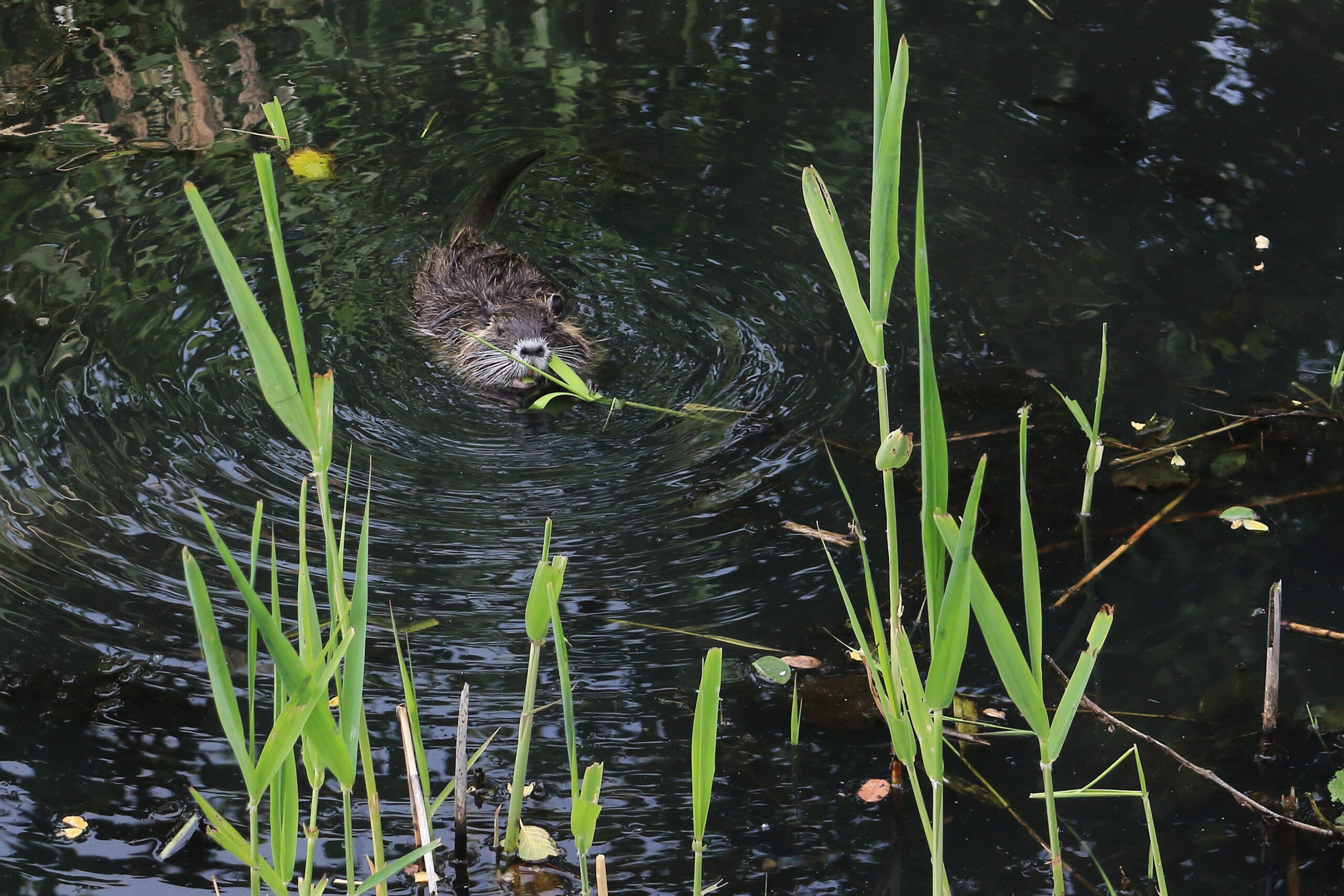 Nutria am Gewässer
