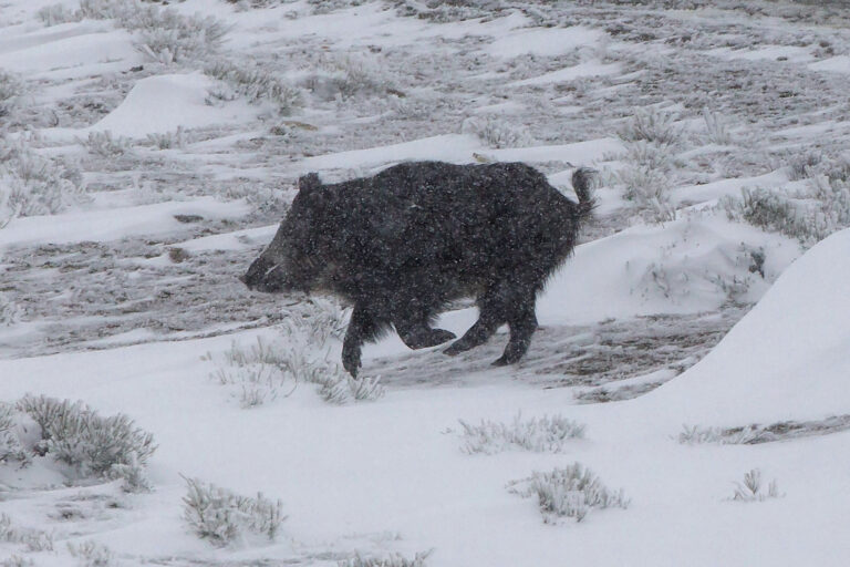 Wildschwein als Symbol fuer ASP und Schwarzwildmanagement in der Jagdpraxis