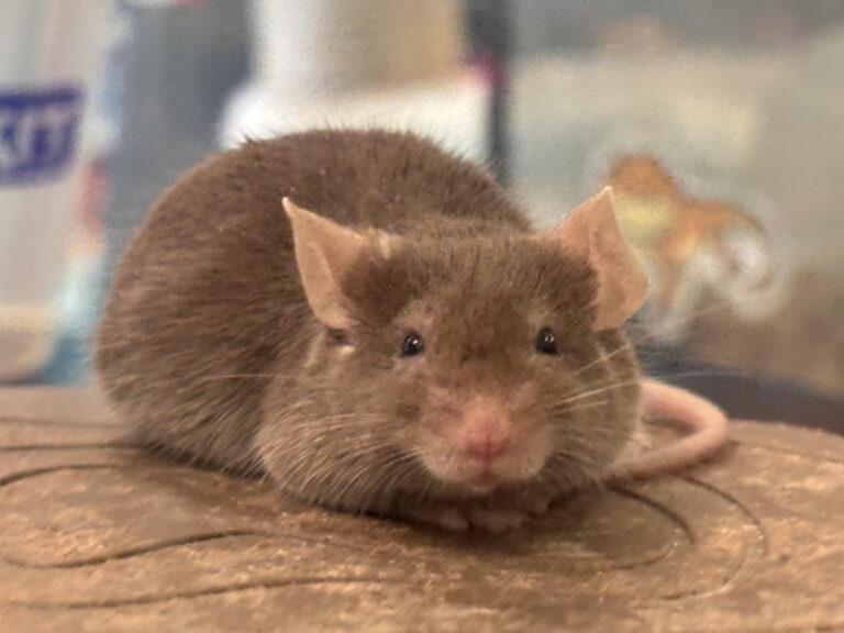 Hausmaus als typisches Zeichen fuer Nagerbefall in Gebaeuden