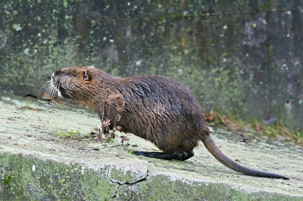 Nutria